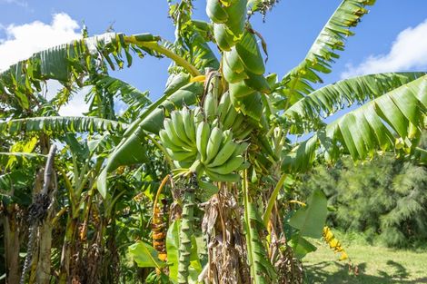 Photo of property in 410 Mahuta Road, Mahuta, Dargaville, 0371