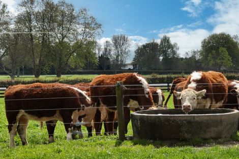 Photo of property in 447 Roto O Rangi Road, Rotoorangi, Cambridge, 3495