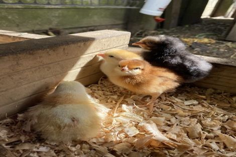 Photo of property in 18 Seymour Place, Bellevue, Tauranga, 3110