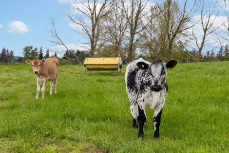 Photo of property in 4666 State Highway 1, Tokoroa, 3491