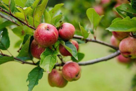 Photo of property in 118 Wiroa Road, Kerikeri, 0293