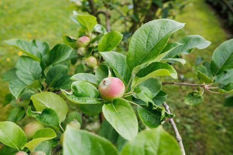 Photo of property in 54 Henaghans Road, Kelvin Grove, Palmerston North, 4470