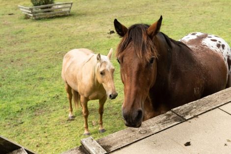 Photo of property in 349c Waitao Road, Waitao, Tauranga, 3175