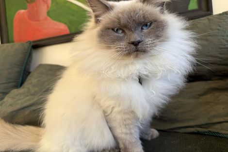 Photo of property in 18 Bronte Place, Leamington, Cambridge, 3432