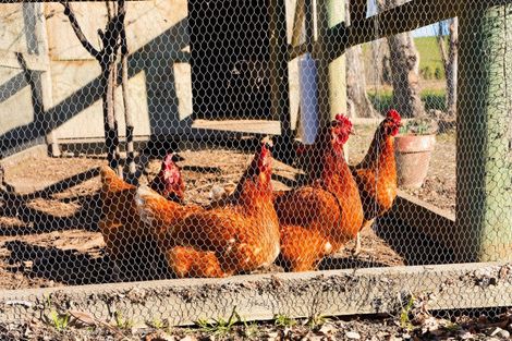 Photo of property in 22 Reeves Street, Cheviot, 7310