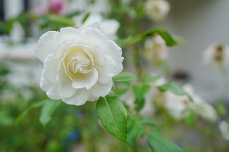 Photo of property in 218 Chelmsford Street, Waverley, Invercargill, 9810