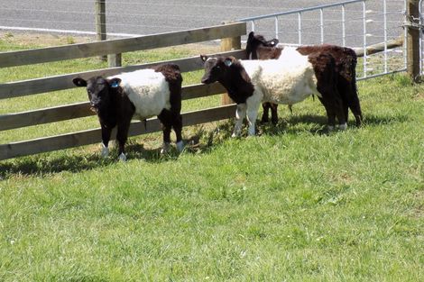 Photo of property in Whirinaki Valley Road, Ngakuru, Rotorua, 3077
