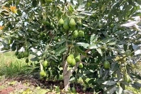 Photo of property in 138 Te Puna Road, Te Puna, Tauranga, 3174