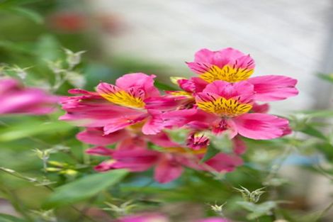 Photo of property in 9b Edinburgh Street, Pukekohe, 2120