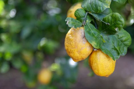 Photo of property in 14 Fiesta Grove, Raumati Beach, Paraparaumu, 5032