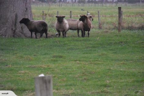 Photo of property in 1105e Santoft Road, Santoft, Bulls, 4894