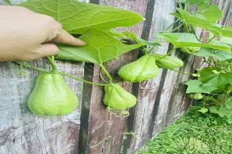 Photo of property in 24 Bruce Avenue, Glenview, Hamilton, 3206