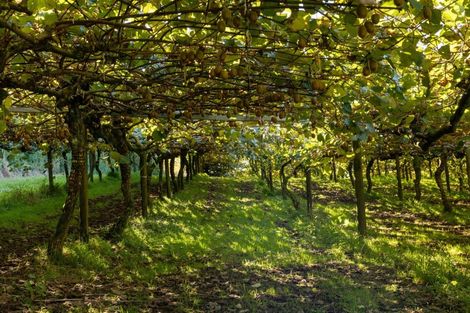 Photo of property in 394 Old Highway, Whakamarama, 3180