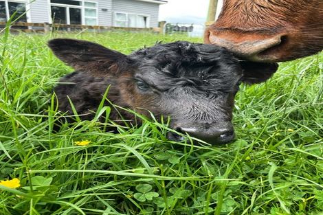 Photo of property in 78 Tamatarau Road, Tokomaru, Palmerston North, 4474