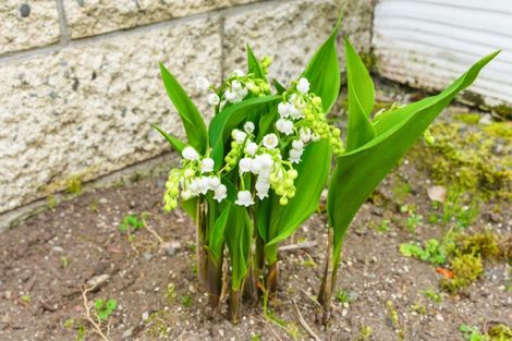 Photo of property in 85a Harrison Street, Whanganui, 4500