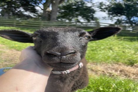 Photo of property in 78 Tamatarau Road, Tokomaru, Palmerston North, 4474