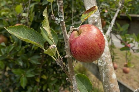 Photo of property in 516 Belk Road, Omanawa, Tauranga, 3171