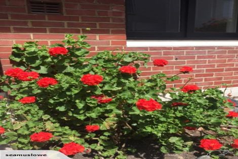 Photo of property in 1/5 Pitt Street, North Dunedin, Dunedin, 9016