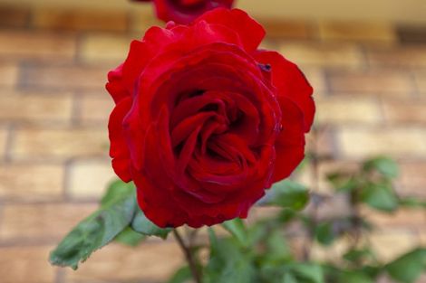 Photo of property in 113 Hillcrest Road, Raumati Beach, Paraparaumu, 5032