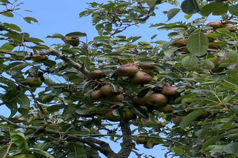 Photo of property in 102 Kennedy Road, Waikino, Waihi, 3682