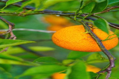 Photo of property in 694a State Highway 2, Tahawai, Katikati, 3170