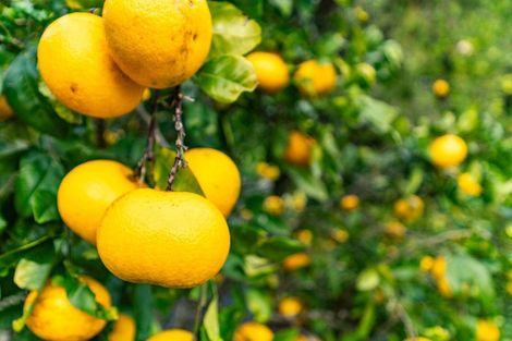 Photo of property in 20d Driftwood Place, Mangawhai Heads, Mangawhai, 0505