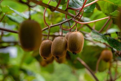 Photo of property in 43 Penmoral Lane, Lower Kaimai, Tauranga, 3171