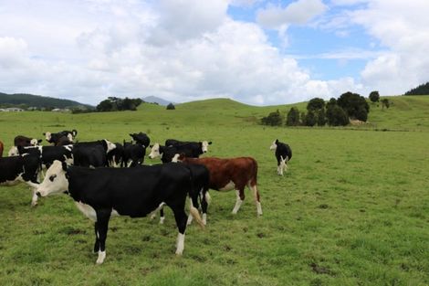 Photo of property in 1008 Tangowahine Valley Road, Tangowahine, Dargaville, 0372