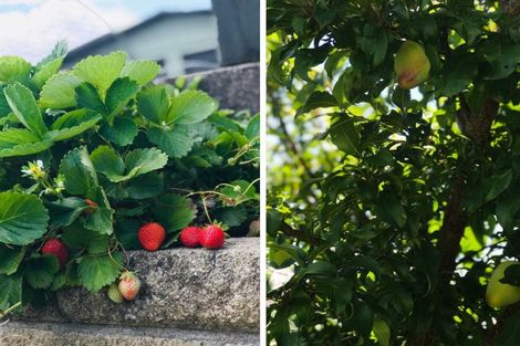 Photo of property in 8a Macdonald Road, Glenview, Hamilton, 3206