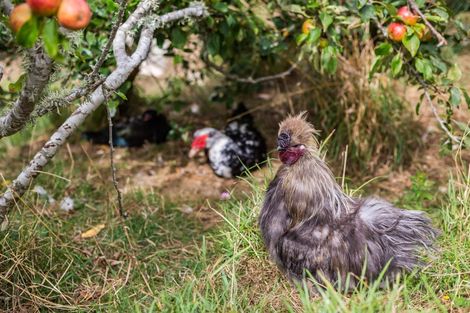 Photo of property in 1153 Paekakariki Hill Road, Paekakariki Hill, Porirua, 5381