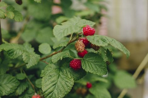 Photo of property in 17 Pekanga Drive, Fox Glacier, 7886