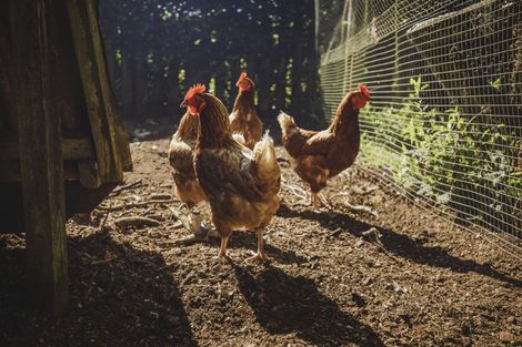 Photo of property in 195 Dudley Road Upper, Inglewood, 4386