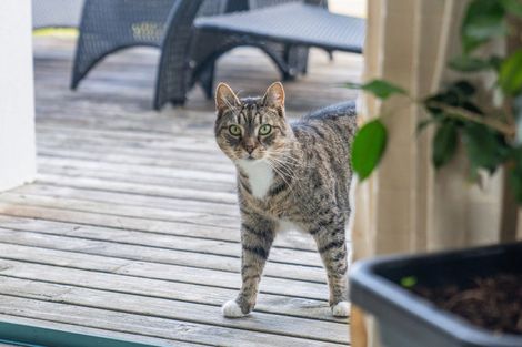 Photo of property in 13 Cooks Lookout, Whitianga, 3510