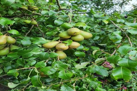 Photo of property in 345 Bedford Road, Te Kowhai, Hamilton, 3288