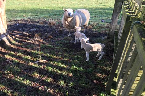 Photo of property in 77 Mill Road, Waimate, 7924