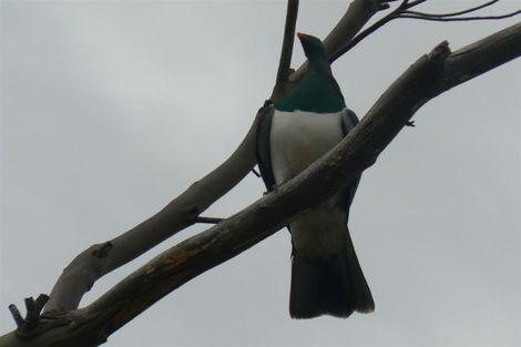 Photo of property in 191 Opara Road, Oue, Kaikohe, 0473