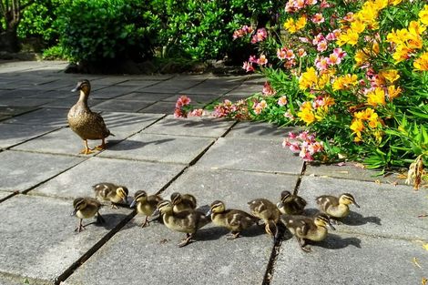 Photo of property in 19 Greta Place, Hoon Hay, Christchurch, 8025