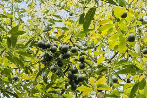 Photo of property in 120 Jess Road, Whakamarama, Tauranga, 3172