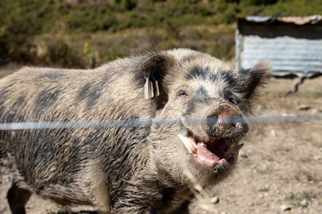 Photo of property in 3992 Waihopai Valley Road, Waihopai Valley, Blenheim, 7276