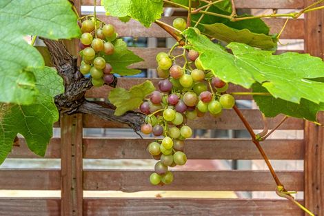 Photo of property in 457 Armagh Street, Linwood, Christchurch, 8011