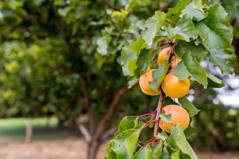 Photo of property in 524 Allanton Road, Outram, 9019