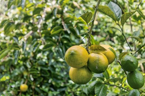 Photo of property in 32 Park Rise, Mangawhai Heads, Mangawhai, 0505