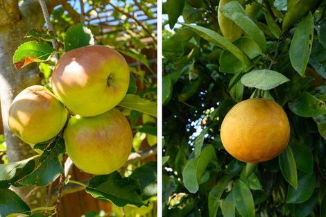 Photo of property in 17 Hairini Street, Hairini, Tauranga, 3112