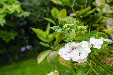 Photo of property in 61 Cannington Road, Maori Hill, Dunedin, 9010