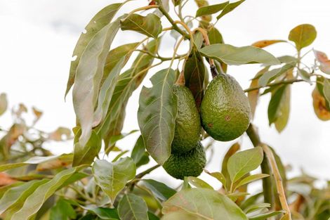 Photo of property in 30b Thompsons Track, Aongatete, 3178