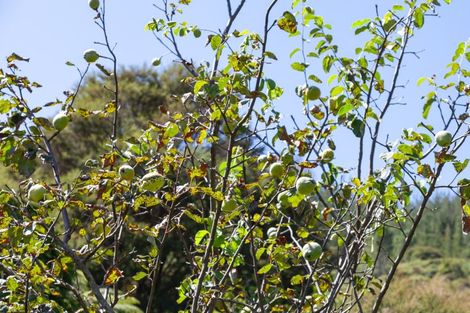 Photo of property in 896a Hikuai Settlement Road, Pauanui, Hikuai, 3579