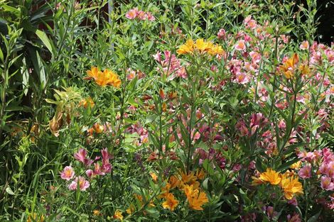 Photo of property in 93c North Street, Palmerston North, 4410