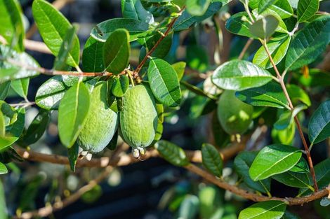 Photo of property in 39 Speranza Avenue, Otaki, 5512