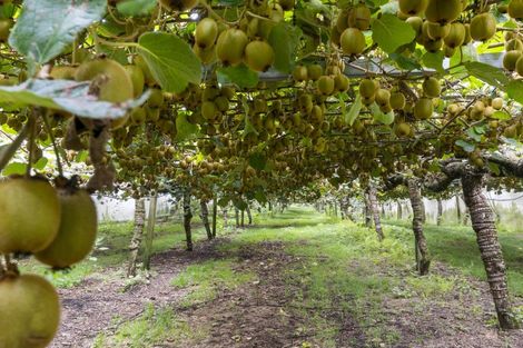 Photo of property in 43 Penmoral Lane, Lower Kaimai, Tauranga, 3171