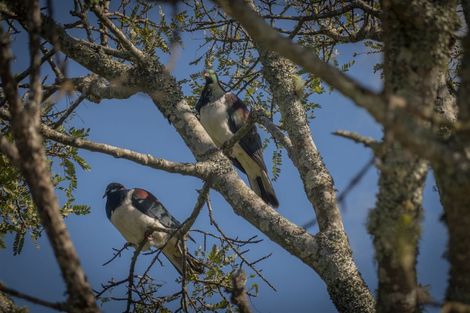 Photo of property in 142 Brunton Crescent, Thames, 3500